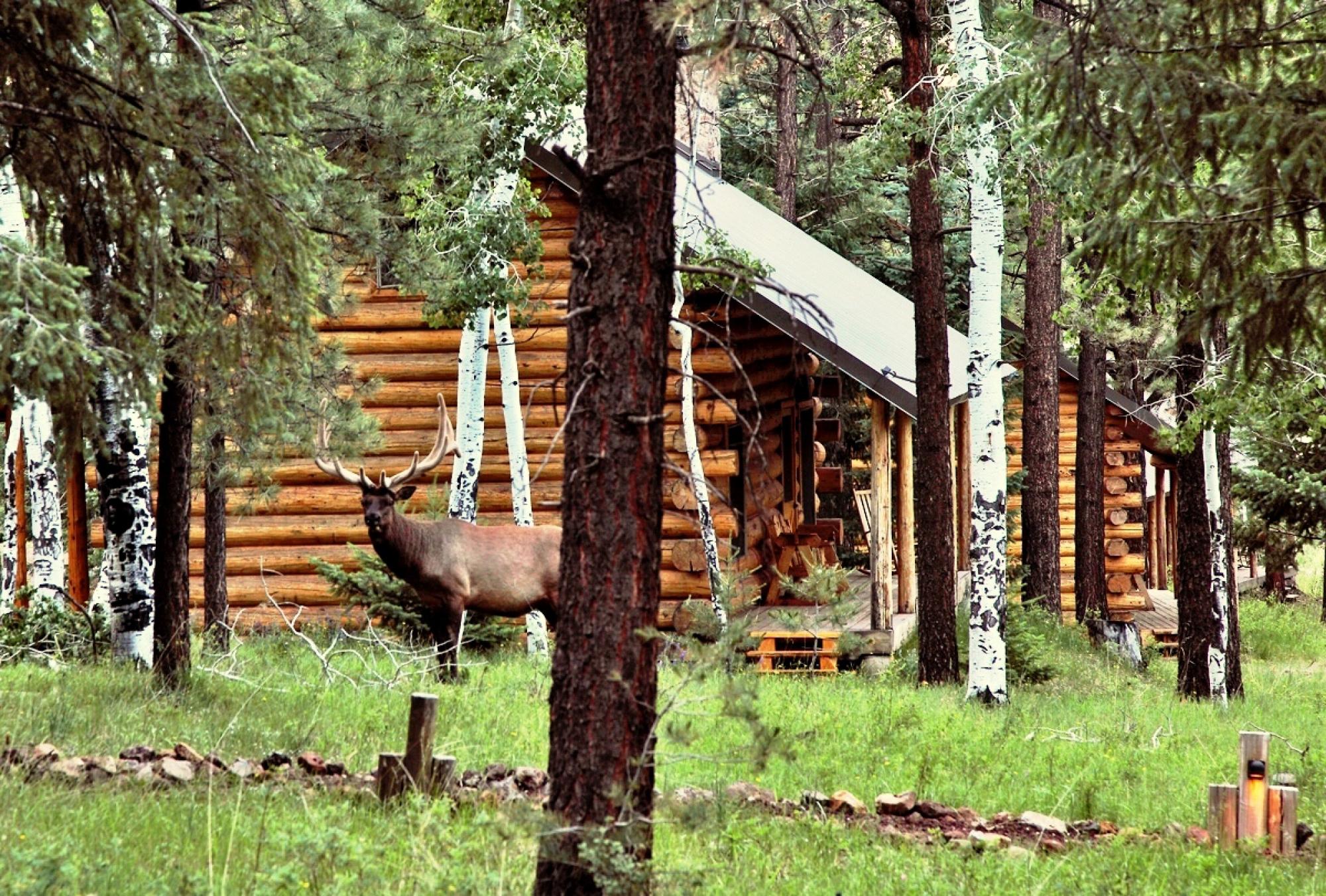 Hidden Meadow Ranch Cabin Exterior